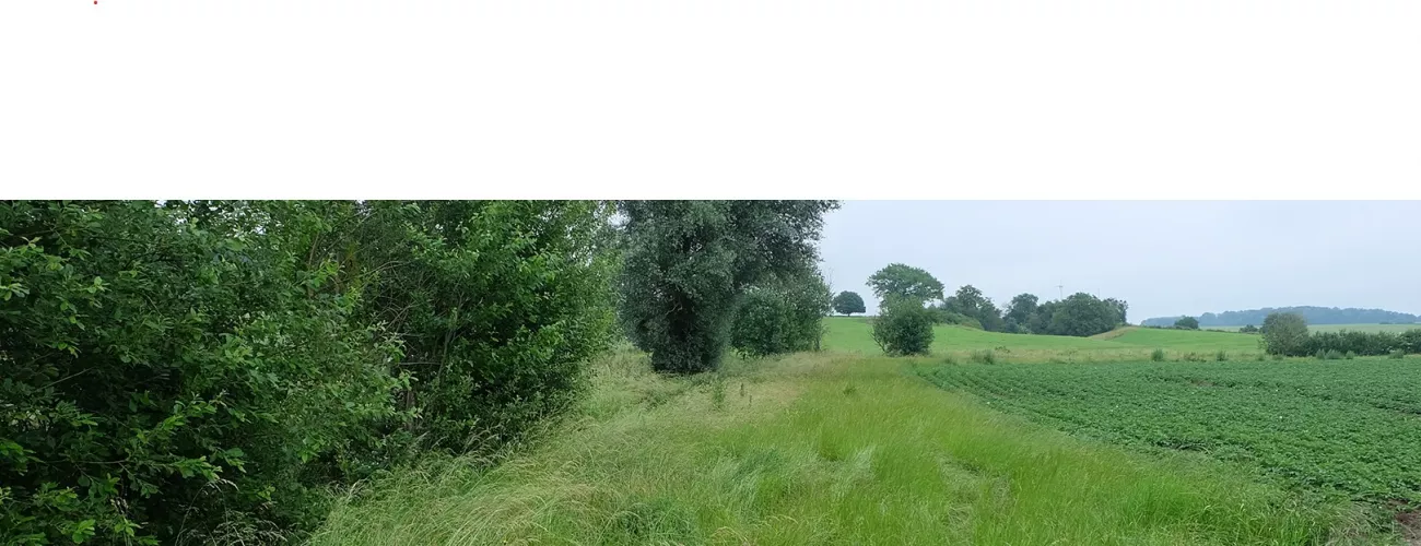 Dauerhafte Pflanzendecken am Rand von Wasserläufen (CVP)