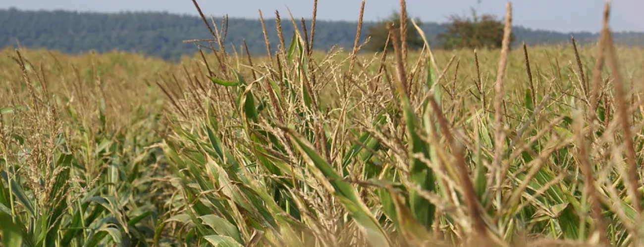 4/12 PROTECT'eau organise une phytolicence à Honnelles
