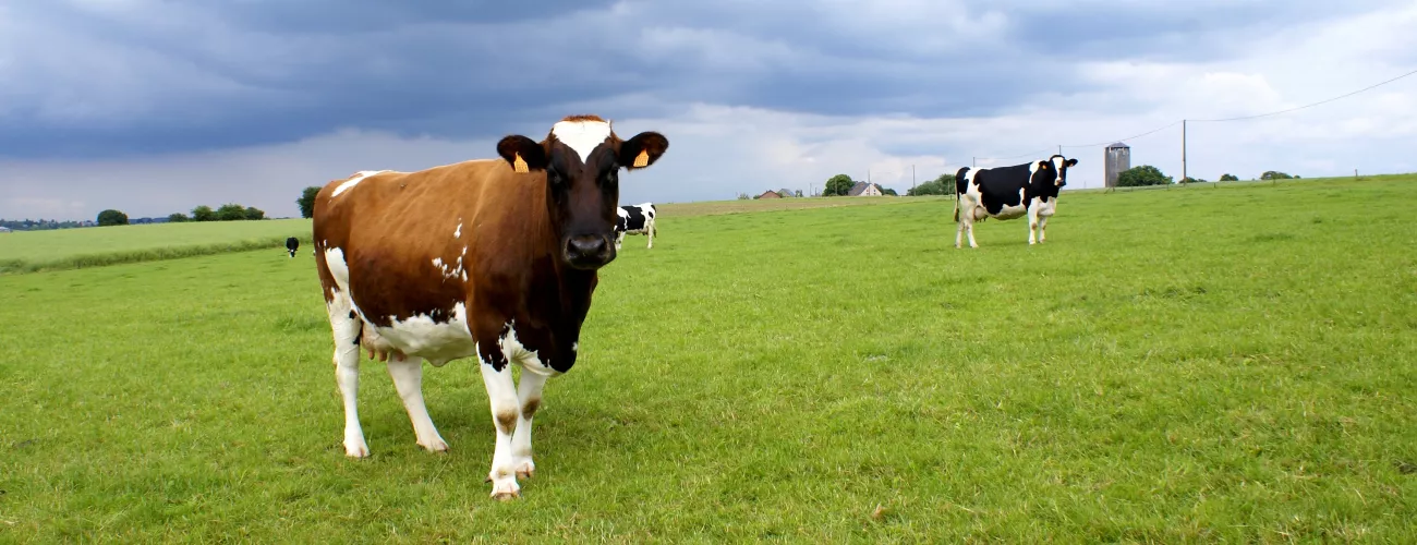 Pac On Web : nouvelle application pour la simulation de votre LS 