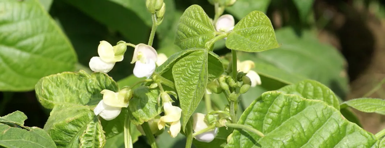 Retrait des usages sur pois pour les produits à base de bentazone 