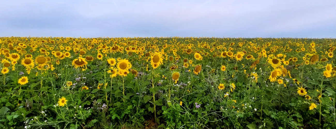 Dérogations CIPAN et épandages de fertilisants organiques 