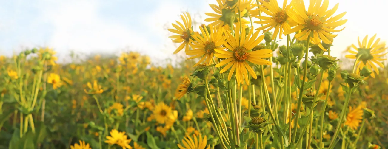 09/07 Coin de champ : silphie 