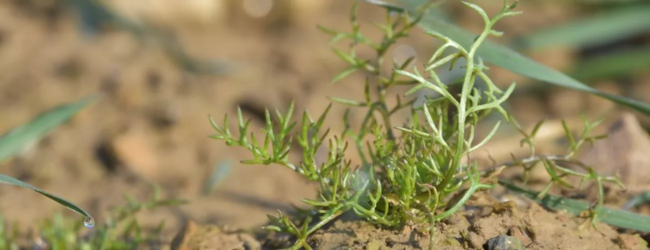 Phytolicence 21/04 : semis de prairie sous couvert et reconnaissance d'adventices dans les jeunes semis