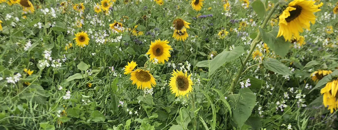 Rendez-vous à la Foire agricole de Libramont sur notre nouvel emplacement 36.01 