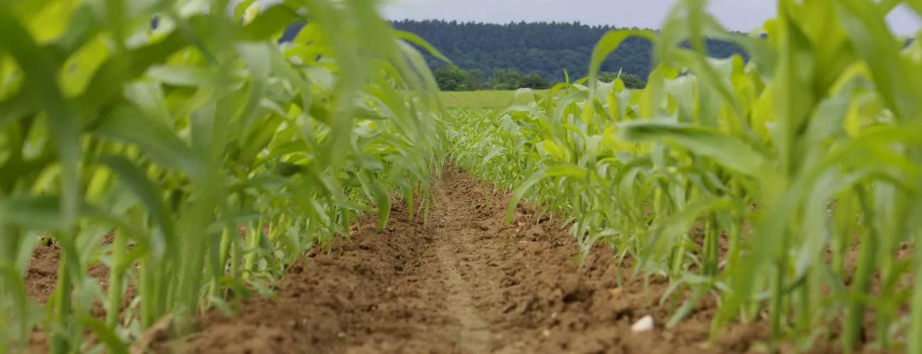 08/07 Phytolicence à Couvin : 